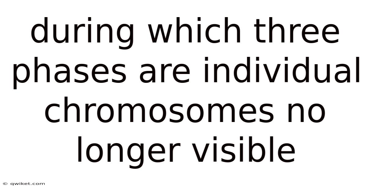 During Which Three Phases Are Individual Chromosomes No Longer Visible