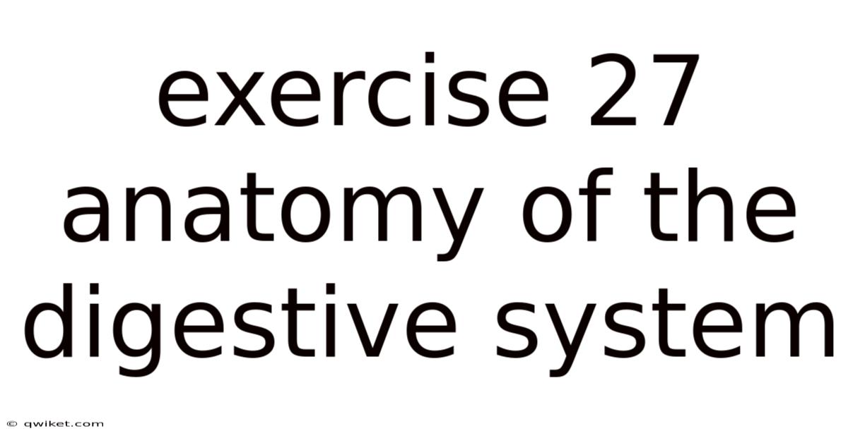 Exercise 27 Anatomy Of The Digestive System