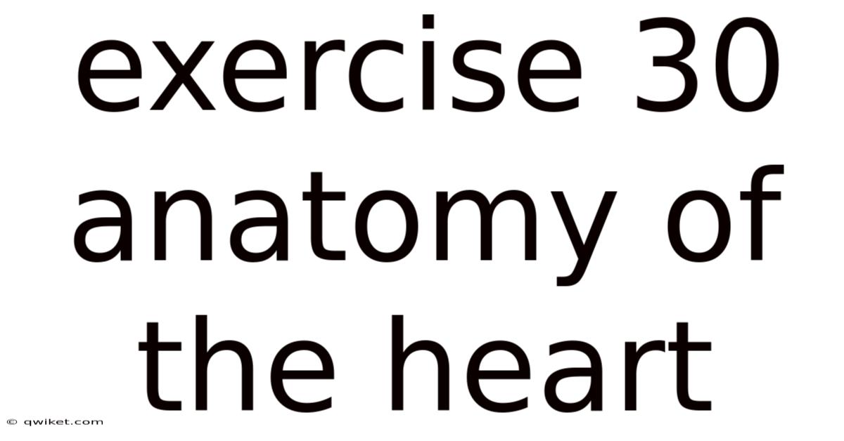 Exercise 30 Anatomy Of The Heart