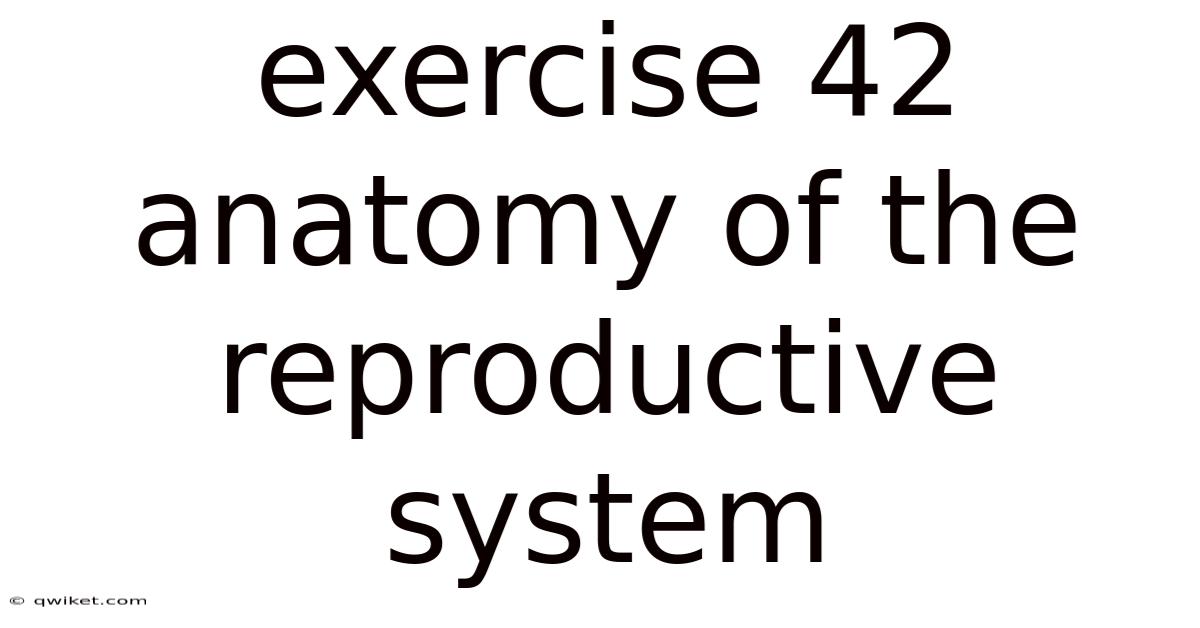 Exercise 42 Anatomy Of The Reproductive System