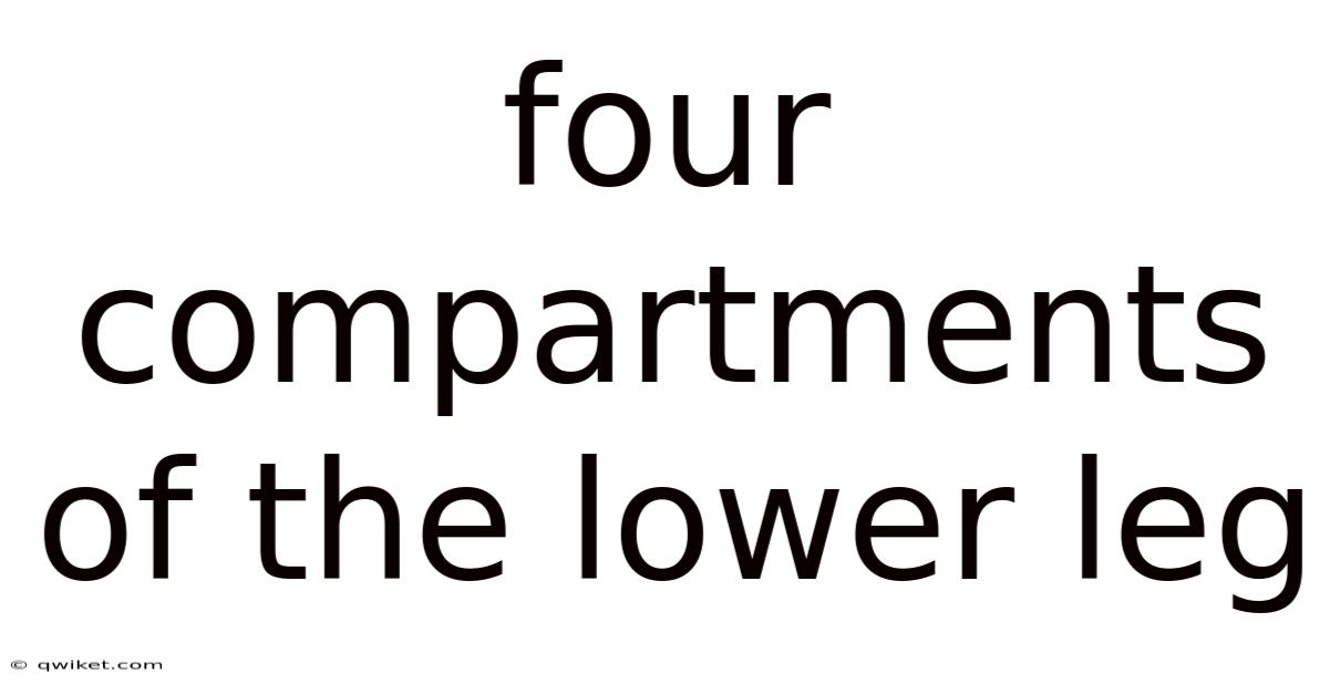 Four Compartments Of The Lower Leg