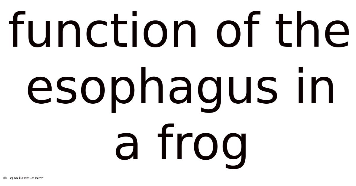 Function Of The Esophagus In A Frog