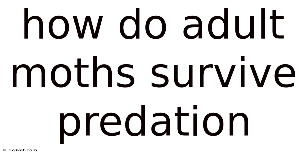 How Do Adult Moths Survive Predation