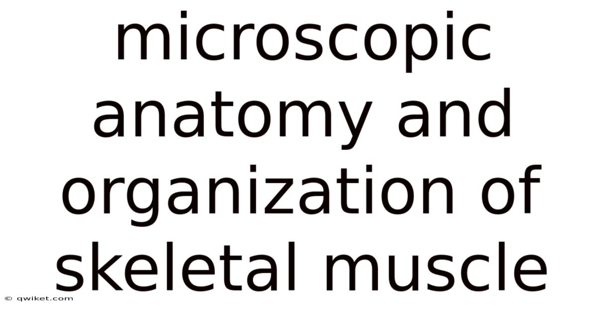 Microscopic Anatomy And Organization Of Skeletal Muscle