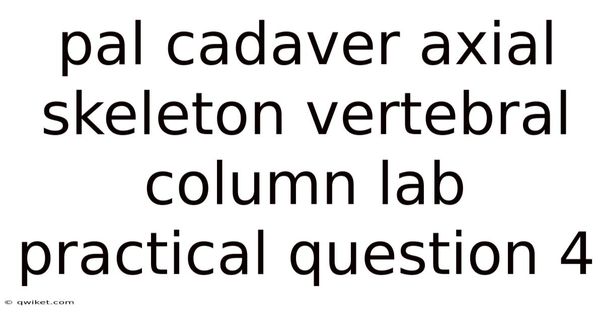 Pal Cadaver Axial Skeleton Vertebral Column Lab Practical Question 4
