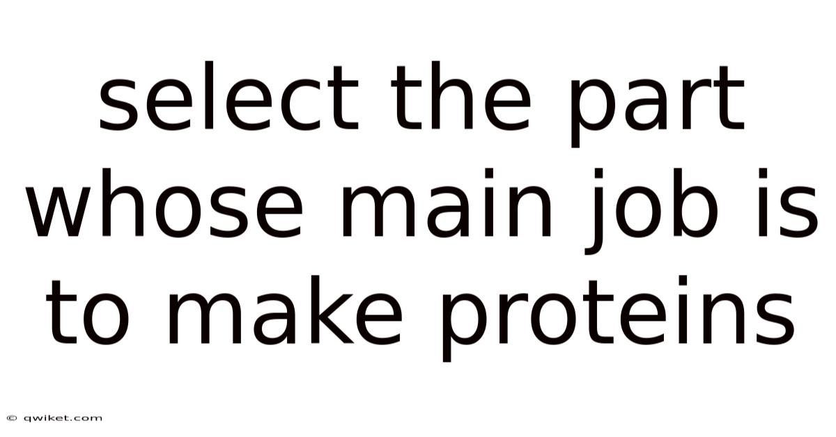 Select The Part Whose Main Job Is To Make Proteins