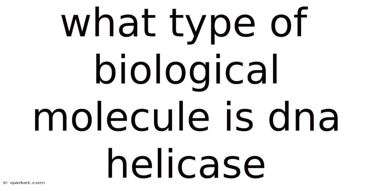 What Type Of Biological Molecule Is Dna Helicase