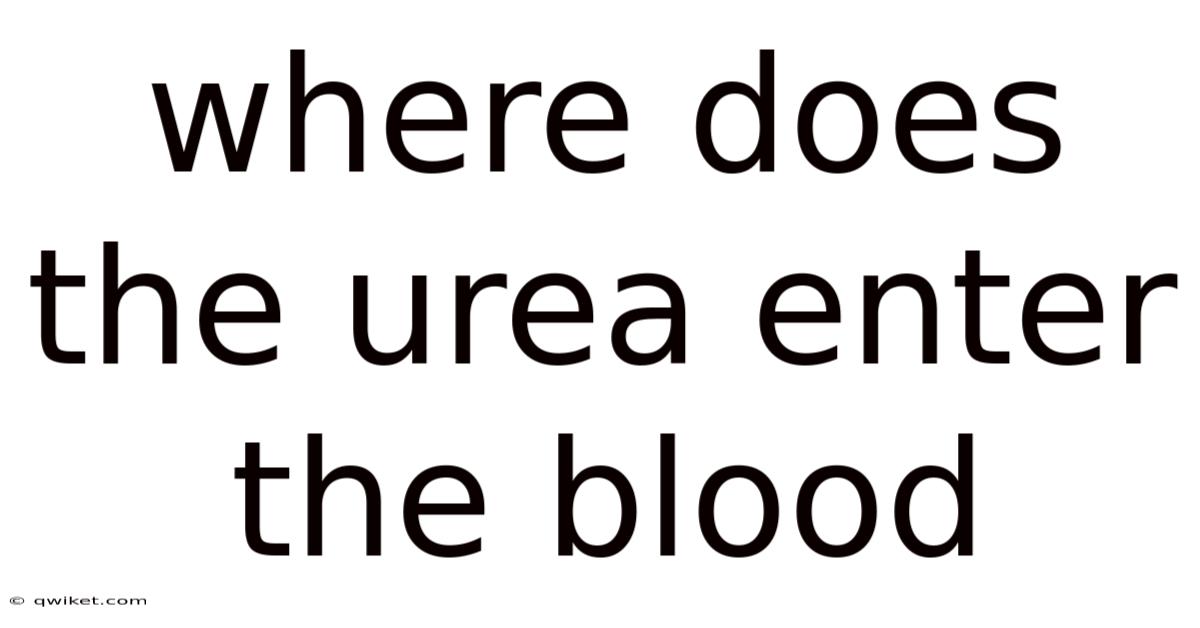 Where Does The Urea Enter The Blood