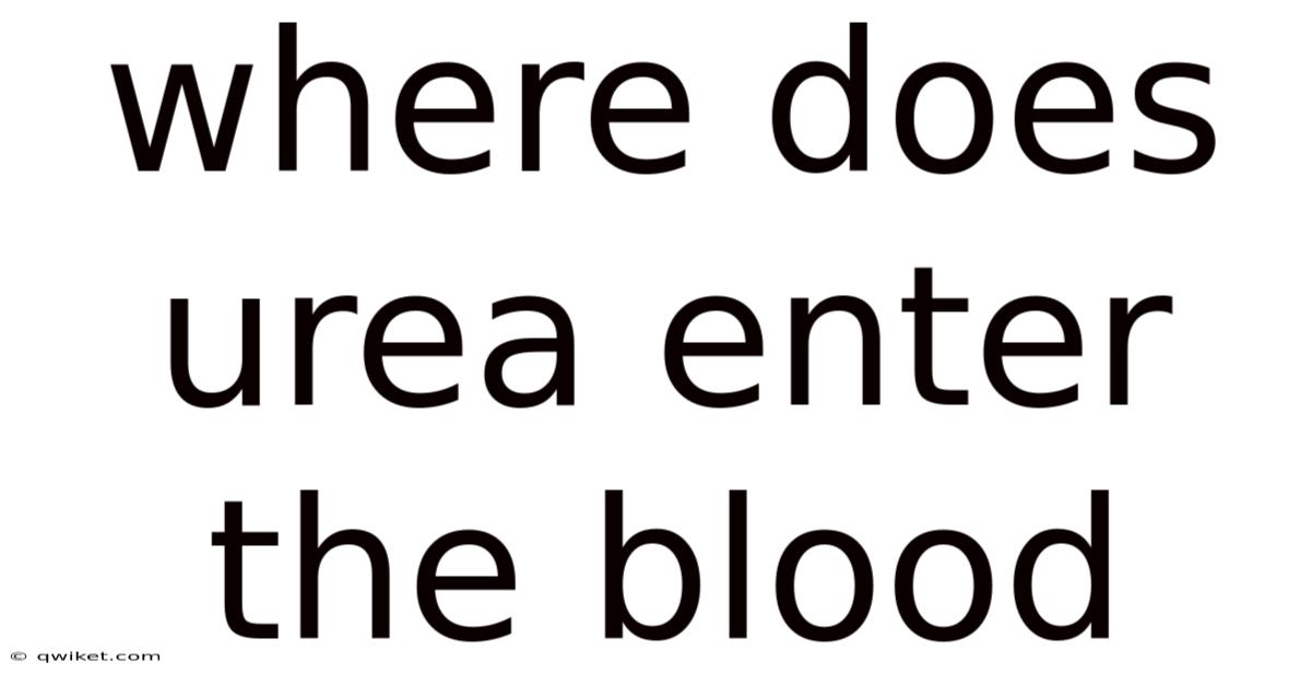 Where Does Urea Enter The Blood
