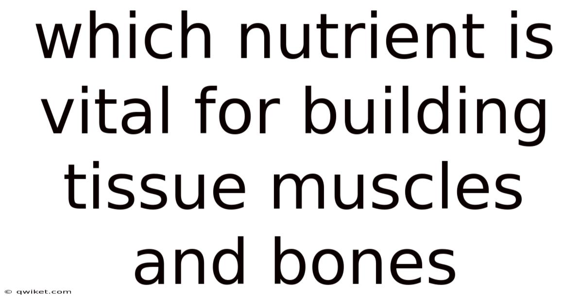 Which Nutrient Is Vital For Building Tissue Muscles And Bones