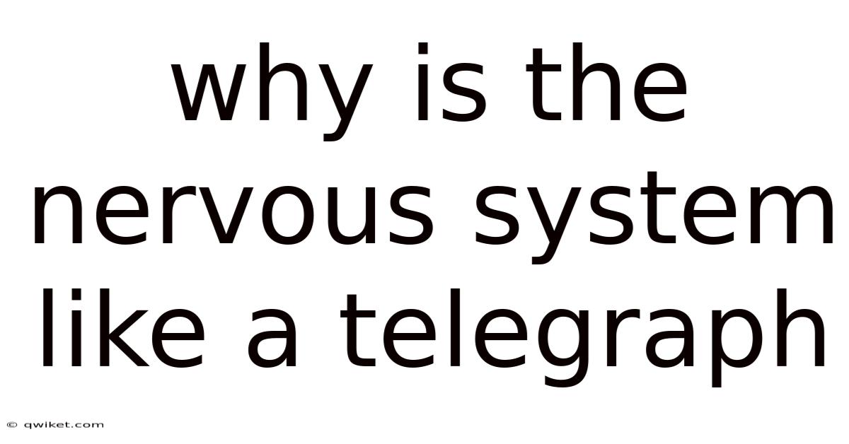 Why Is The Nervous System Like A Telegraph